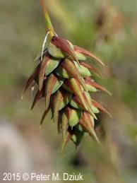 Attēlu rezultāti vaicājumam “Carex paupercula”