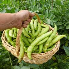 Afbeeldingsresultaat voor melanzana prosperosa eggplant