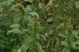 Attēlu rezultāti vaicājumam “Amaranthus retroflexus”
