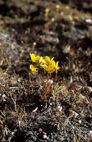 Attēlu rezultāti vaicājumam “Saxifraga hirculus”
