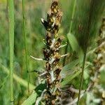 Attēlu rezultāti vaicājumam “Gnaphalium sylvaticum”