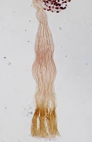 Attēlu rezultāti vaicājumam “Cribraria microcarpa”