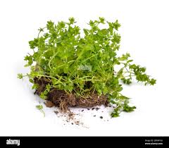 Attēlu rezultāti vaicājumam “Veronica agrestis leaf”