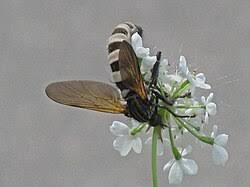 Attēlu rezultāti vaicājumam “Entomophthora”
