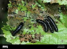 Attēlu rezultāti vaicājumam “Agelastica alni larva”