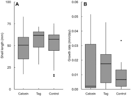 Image result for Cinctura hunteria