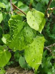 Attēlu rezultāti vaicājumam “Tilia cordata leaf”