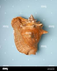 Image result for Aliger gigas