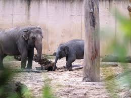 Image result for geeuw