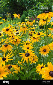 Attēlu rezultāti vaicājumam “Rudbeckia hirta var. pulcherrima”