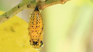 Attēlu rezultāti vaicājumam “Aporia crataegi pupa”