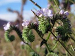 Attēlu rezultāti vaicājumam “Hydrophyllaceae”