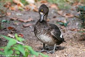 Attēlu rezultāti vaicājumam “Aythya fuligula”