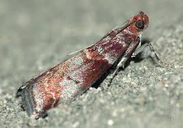 Attēlu rezultāti vaicājumam “Acrobasis advenella”