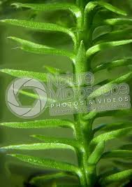 Attēlu rezultāti vaicājumam “Lycopodium annotinum”