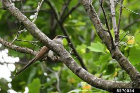 Image result for Coccyzus erythropthalmus