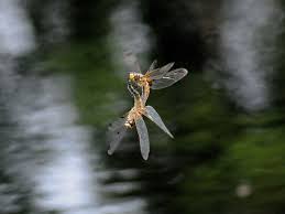 Attēlu rezultāti vaicājumam “Libellula quadrimaculata imago”