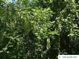Attēlu rezultāti vaicājumam “Laburnum alpinum fruit”
