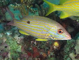 Image result for Lutjanus synagris