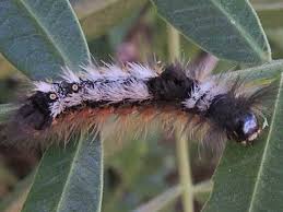 Attēlu rezultāti vaicājumam “Lymantriidae”