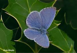 Attēlu rezultāti vaicājumam “Celastrina argiolus”