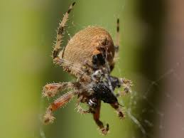 Attēlu rezultāti vaicājumam “Aranei”