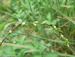Attēlu rezultāti vaicājumam “Persicaria hydropiper”