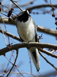 Attēlu rezultāti vaicājumam “Motacilla alba adult”