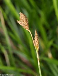 Attēlu rezultāti vaicājumam “Carex caryophyllea fruit”