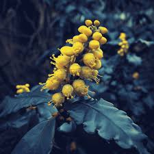 Attēlu rezultāti vaicājumam “Mahonia aquifolium bud”