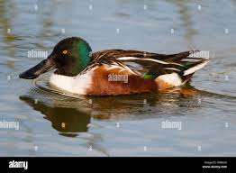 Attēlu rezultāti vaicājumam “Anas clypeata”