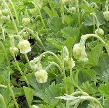 Attēlu rezultāti vaicājumam “Geum rivale leaf”