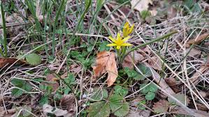Attēlu rezultāti vaicājumam “Gagea pratensis flower”
