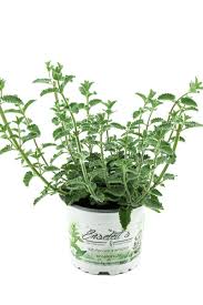 Image result for Katzenminze