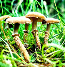 Attēlu rezultāti vaicājumam “Cystoderma amianthinum”