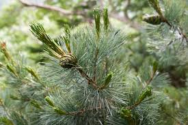 Attēlu rezultāti vaicājumam “Pinus pumila”