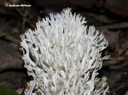 Attēlu rezultāti vaicājumam “Ramariopsis kunzei”