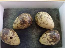 Attēlu rezultāti vaicājumam “Gallinago gallinago eggs”