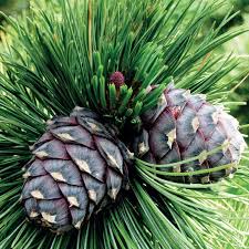 Image result for Pinus cembra