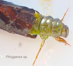 Attēlu rezultāti vaicājumam “Phronia sp. larva”