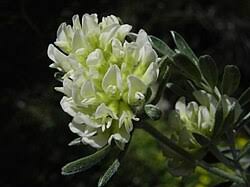 Attēlu rezultāti vaicājumam “Anthyllis maritima bud”