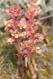 Attēlu rezultāti vaicājumam “Orobanche elatior flower”