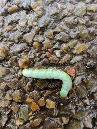 Attēlu rezultāti vaicājumam “Lycogala leopardinum young”