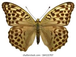 Attēlu rezultāti vaicājumam “Argynnis paphia female”