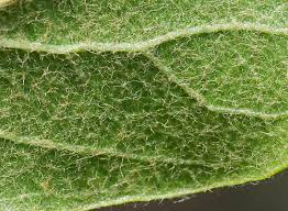 Attēlu rezultāti vaicājumam “Lycogala botrydium sessile”