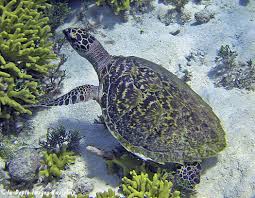 Image result for Eretmochelys imbricata