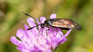 Attēlu rezultāti vaicājumam “Zygaena sp.”