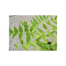 Attēlu rezultāti vaicājumam “Galega orientalis fruit”