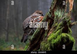 Attēlu rezultāti vaicājumam “Bonasa bonasia eggs”