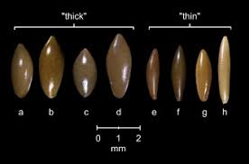 Attēlu rezultāti vaicājumam “Najas tenuissima leaf”